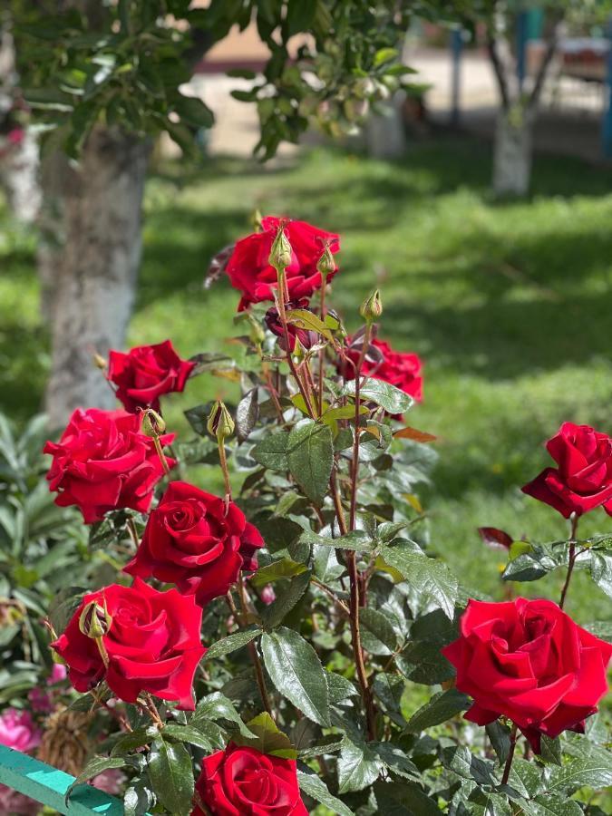 Guesthouse Gulmira Bokonbayevo Екстериор снимка
